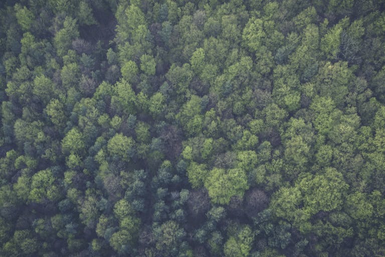 A dense, vibrant forest seen from above, showcasing lush green foliage and natural beauty.