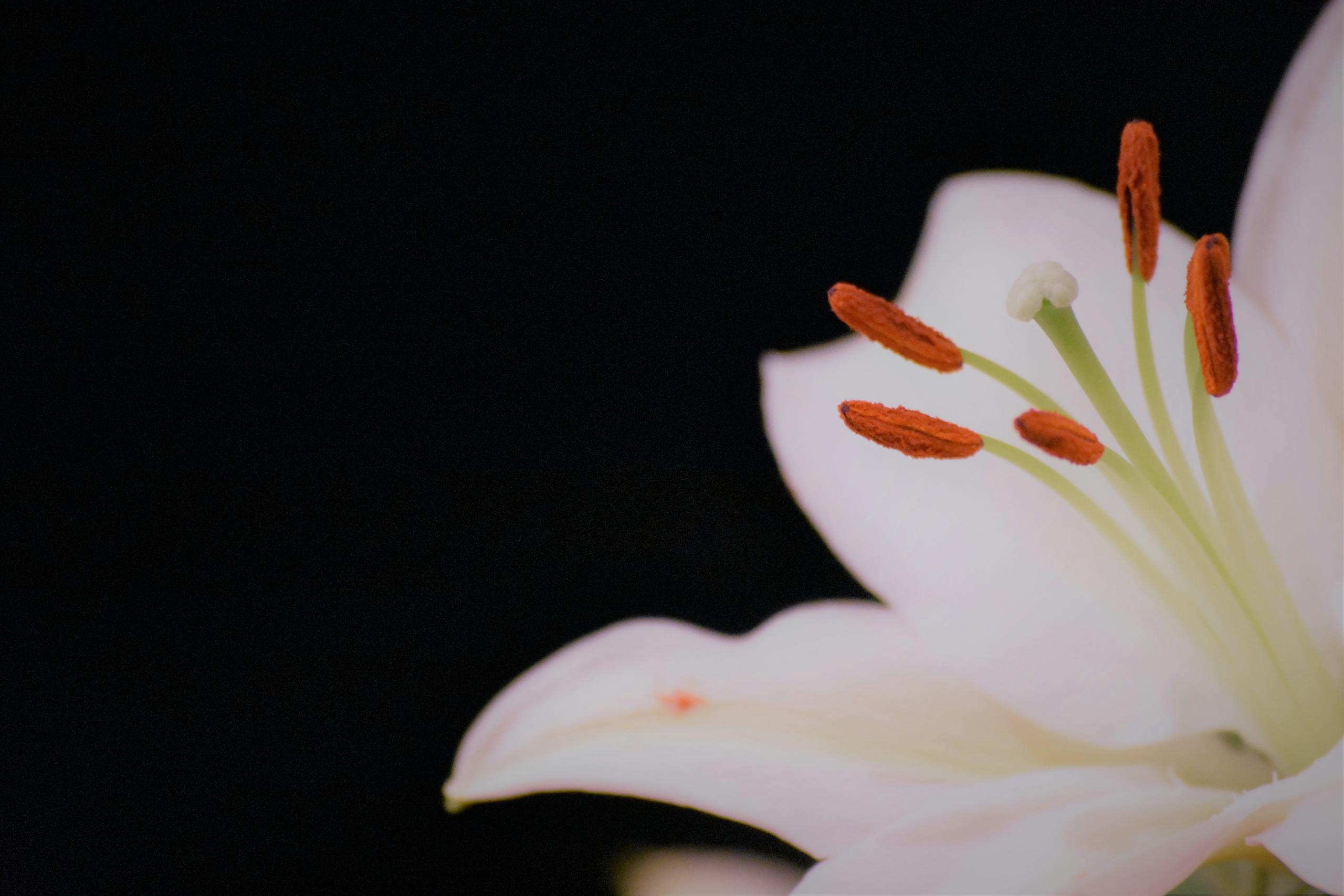 Close-up of a white lily flower on a black background with vivid detail of petals and stamens.